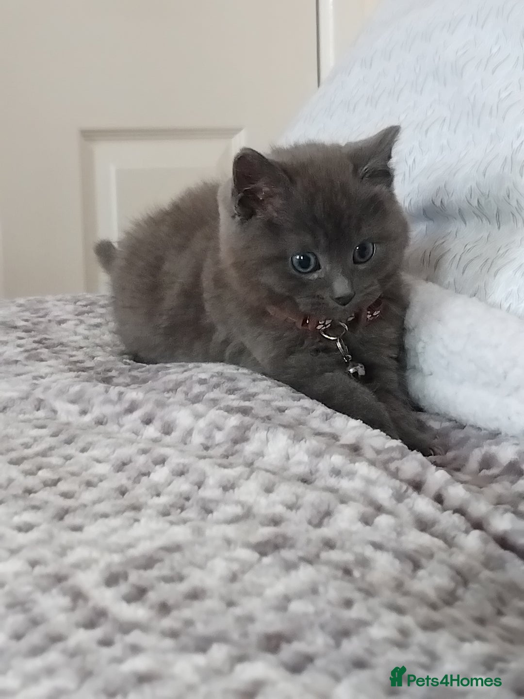 British Shorthair cats for sale: Fluffy male BSH kitten available - Advert 1