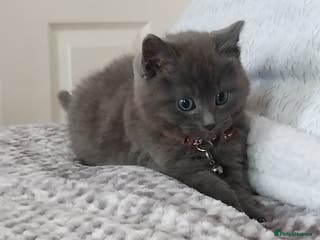 British Shorthair cats Fluffy male BSH kitten available - Advert 1