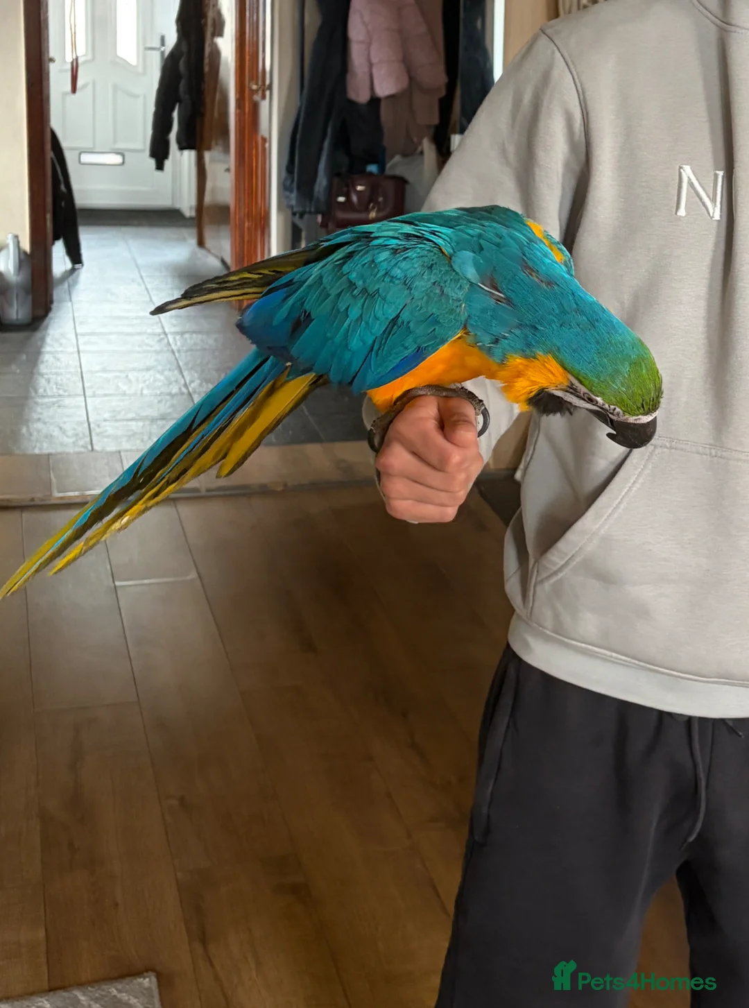 Macaws birds for sale: Hand Tame 2 year old B&G Macaw plus cage - Advert 1