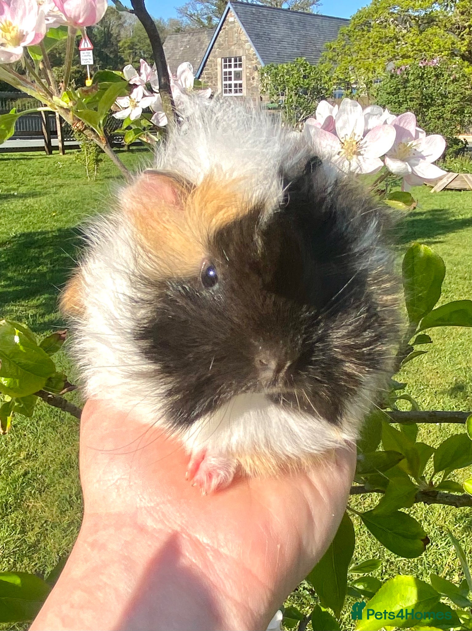 Guinea Pig rodents Guinea Pig Looking for their forever homes  - Advert 4