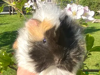 Guinea Pig rodents Guinea Pig Looking for their forever homes - Advert 4