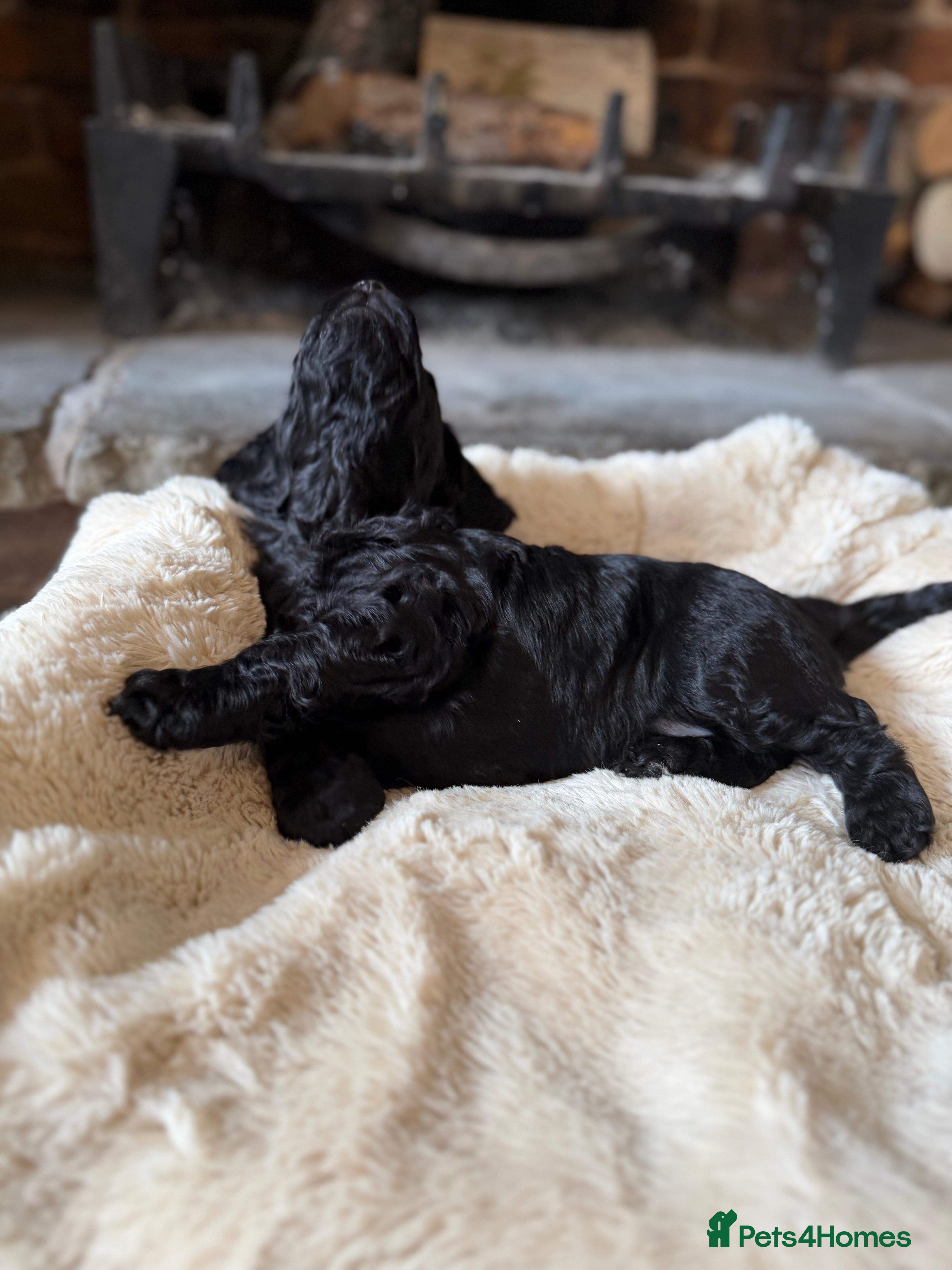 Cockapoo dogs Stunning,  Quality F1 Cockapoo’s Kc reg parents  - Advert 2