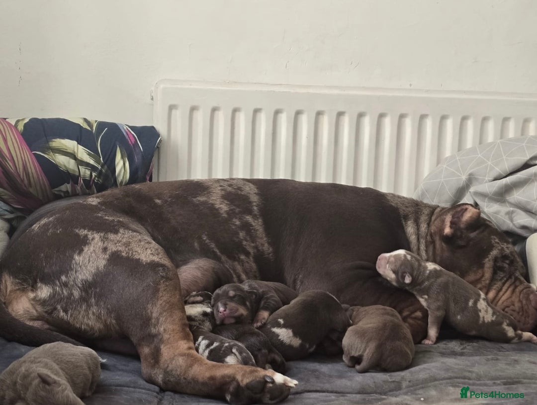 American Bully dogs for sale: Standard American Bully Pups (NOT XL) - Image 8