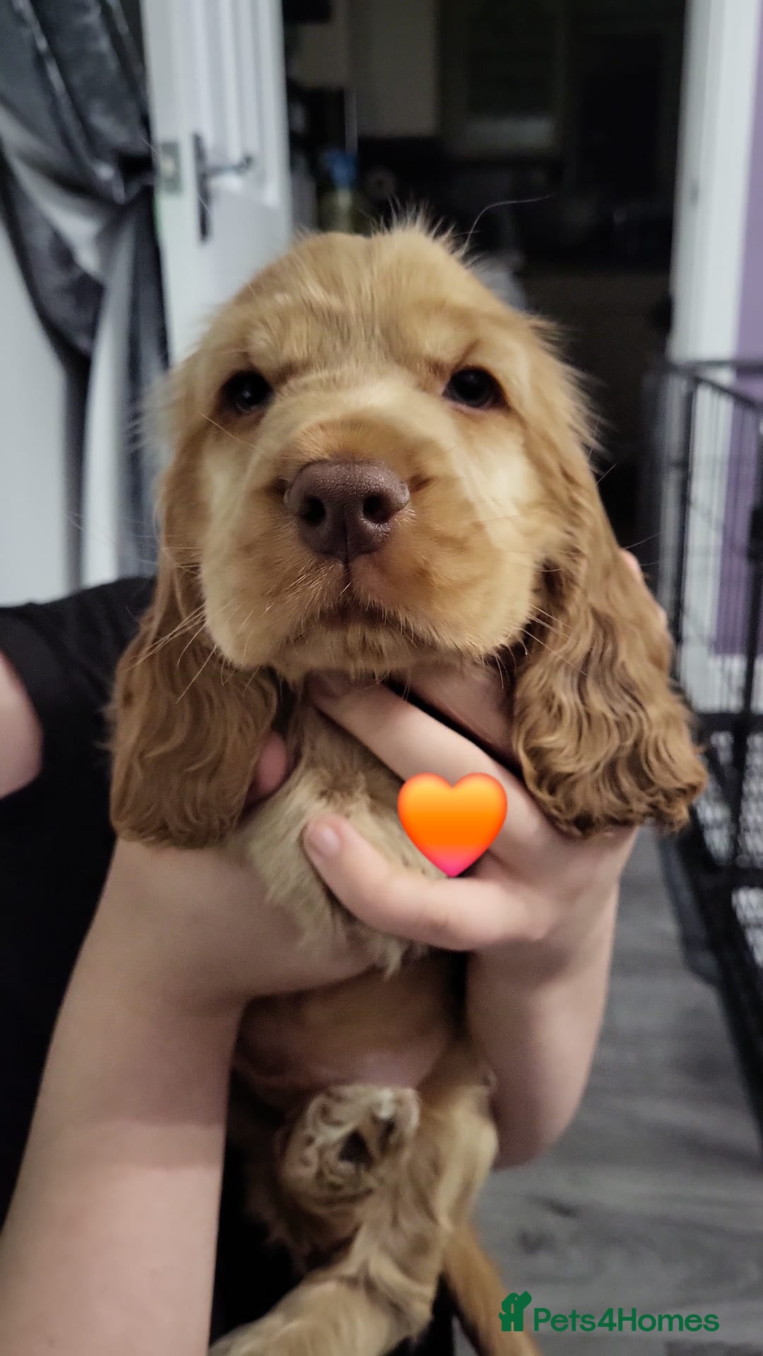 Cocker Spaniel dogs for sale: GOLDEN SHOW COCKER PUPPIES  - Image 12