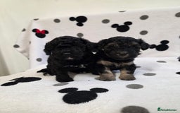 Maltipoo dogs for sale: Maltipoo Puppies 2 Beautiful Girls Available! - Image 7