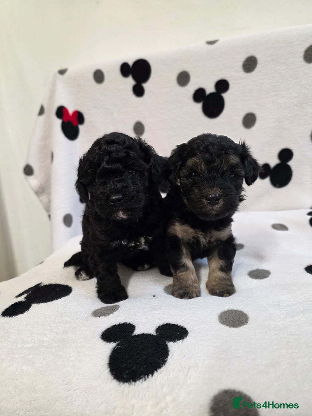 Maltipoo dogs for sale: Maltipoo Puppies 2 Beautiful Girls Available! - Image 7