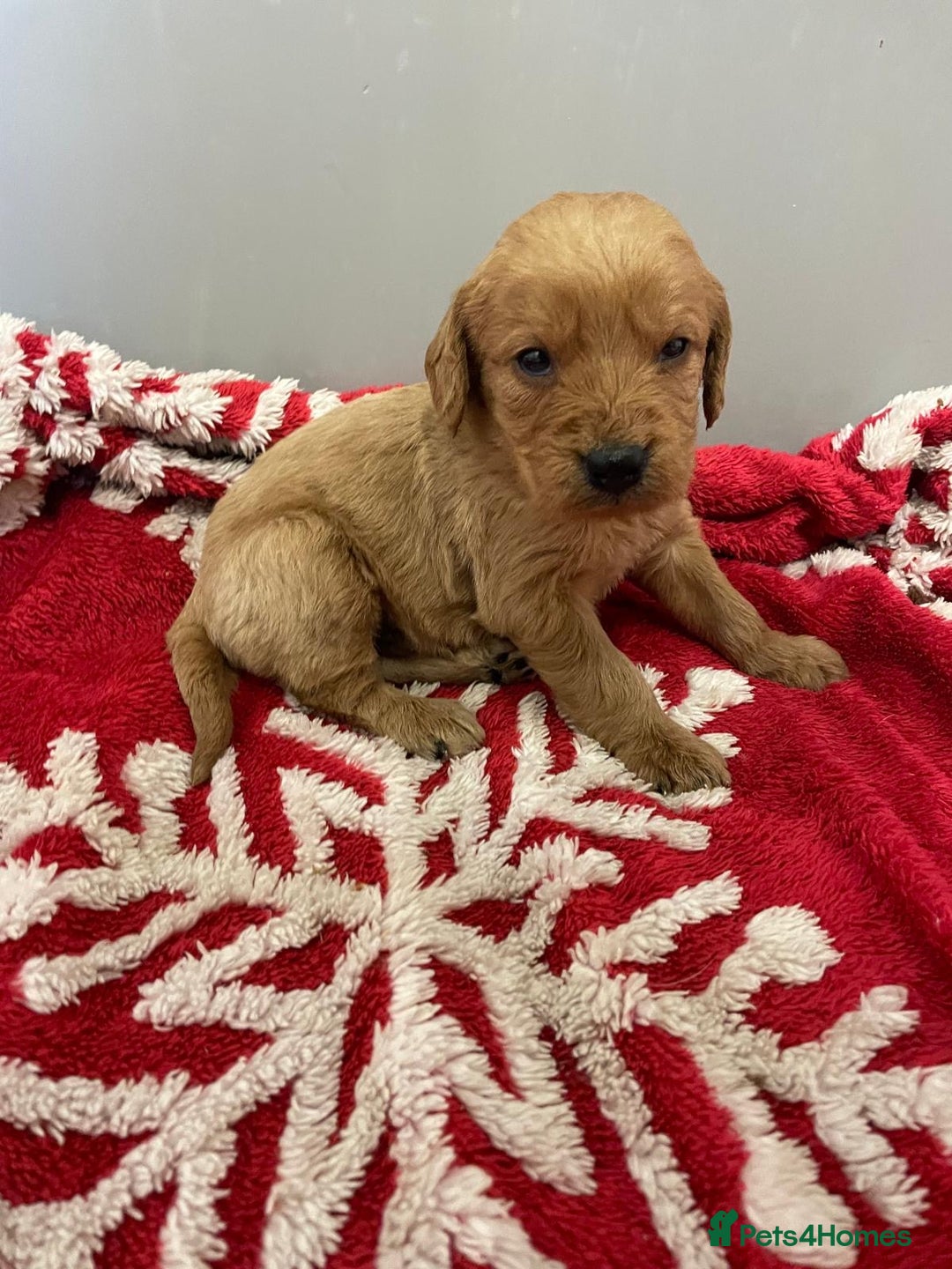 Labradoodle dogs for sale: F1 Labradoodle Puppies  - Advert 15