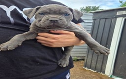 Cane Corso dogs for sale: Look 👀 absolutely stunning cane corso. - Image 20
