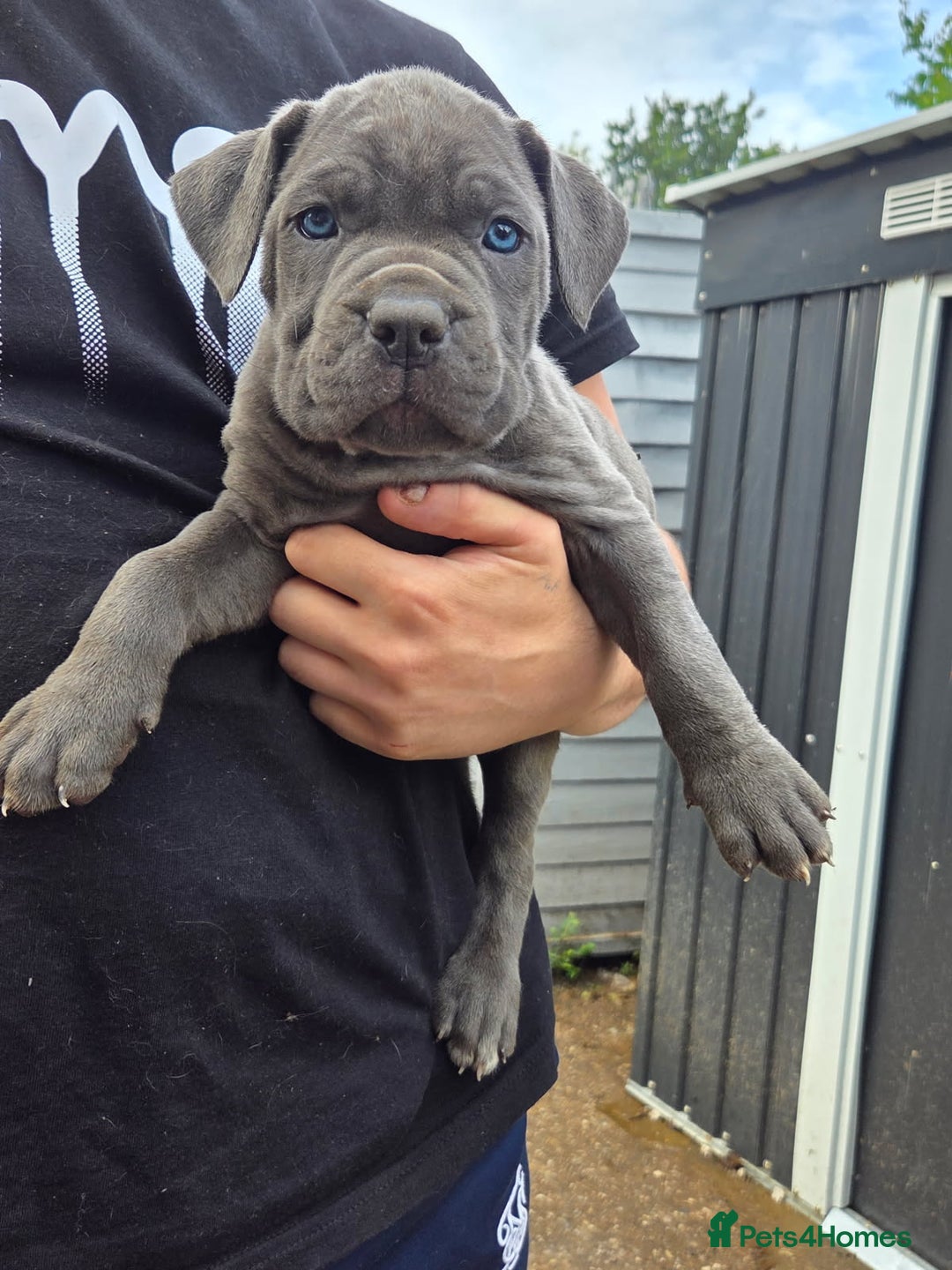 Cane Corso dogs for sale: Look 👀 absolutely stunning cane corso. - Image 20
