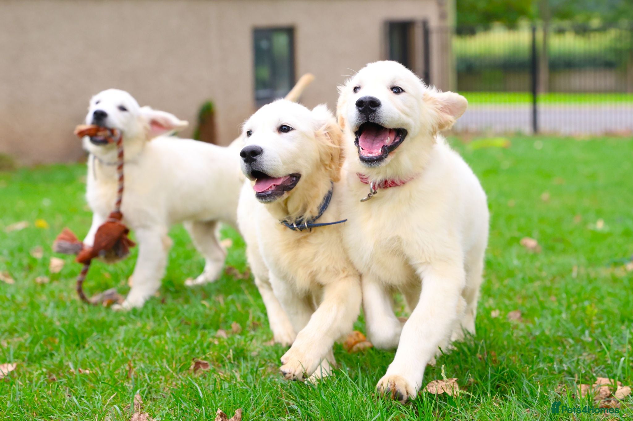 Golden Retriever dogs Purpose Bred Puppies for Assistance & Family Homes - Advert 1