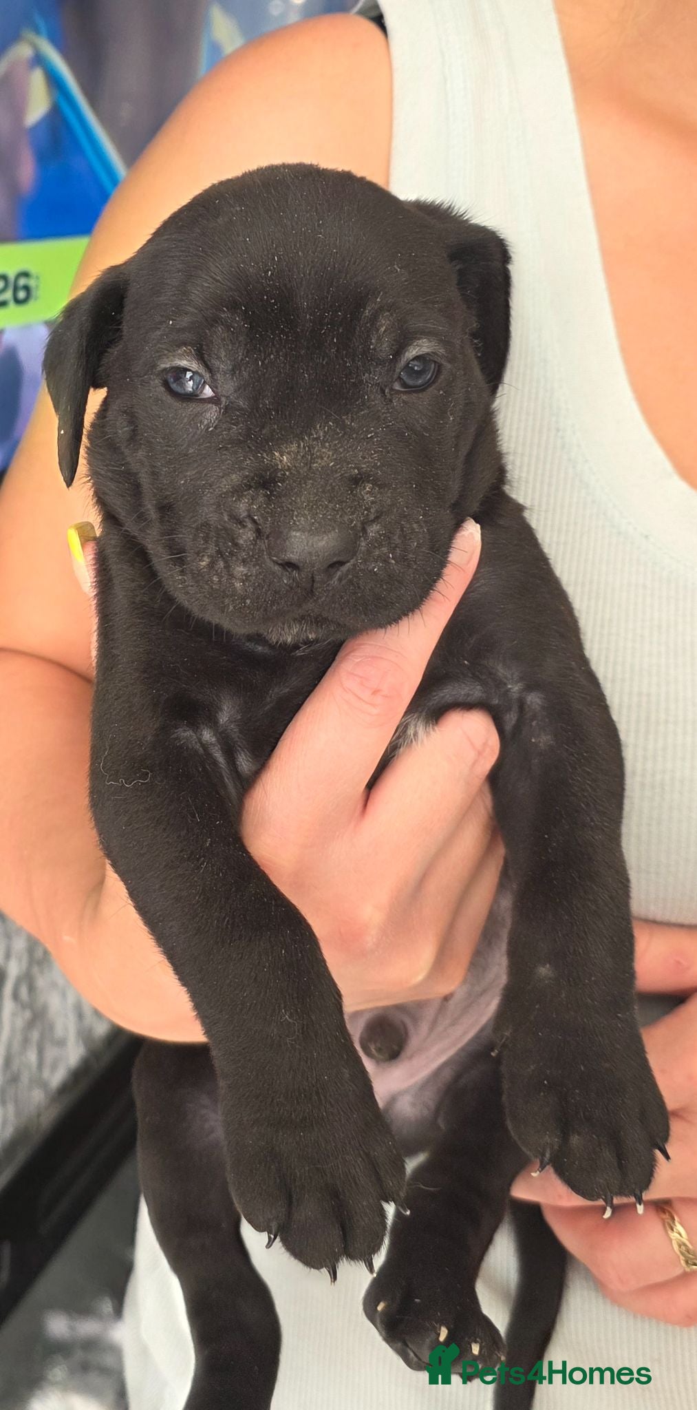 Cane Corso dogs Cane Corso puppies - Advert 17