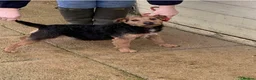 Lakeland Terrier dogs for sale: Lakeland terrier puppies (working type) - Advert 8