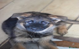 German Shepherd dogs for sale: German Shepherd Puppies - Image 19