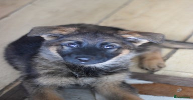 German Shepherd dogs - Advert 8