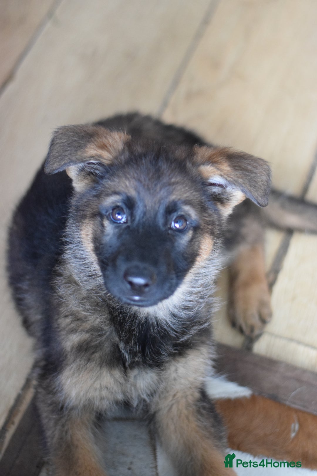 German Shepherd dogs for sale: German Shepherd Puppies - Image 19