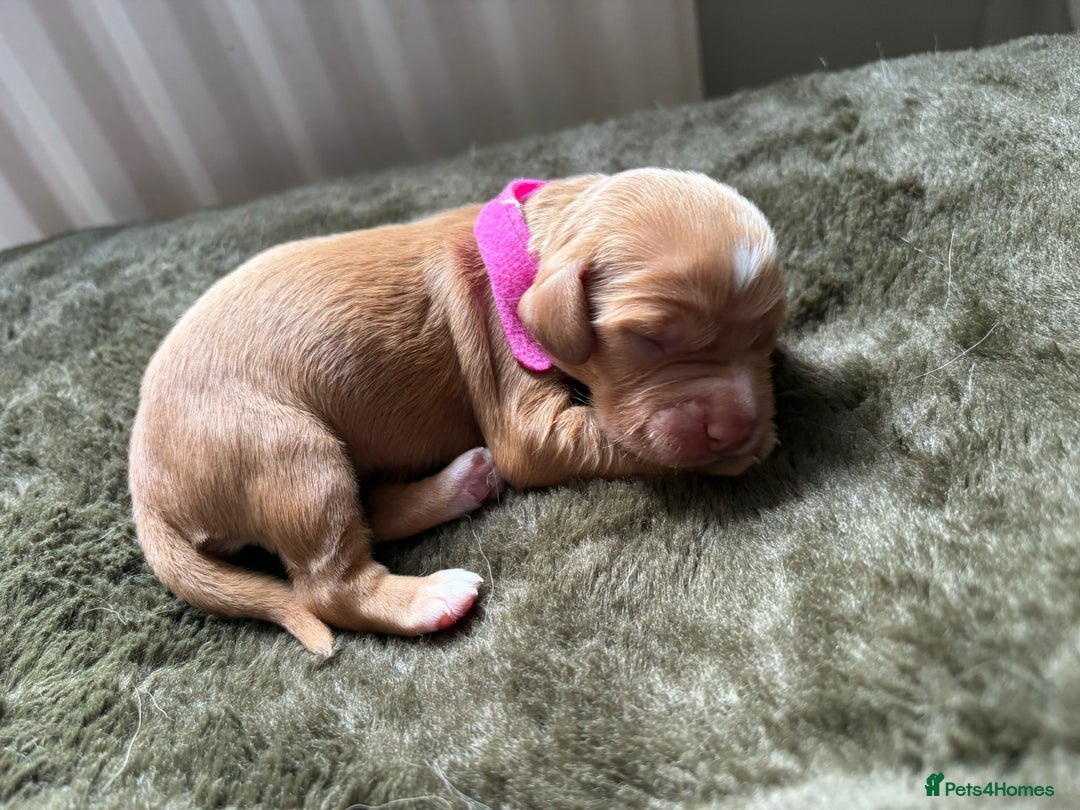 Cocker Spaniel dogs for sale: litter of 6 pedigree cocker spaniel puppies. - Image 10