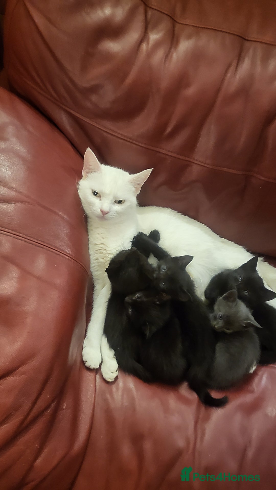 Mixed Breed cats for sale: 7 lovely kittens  - Advert 16