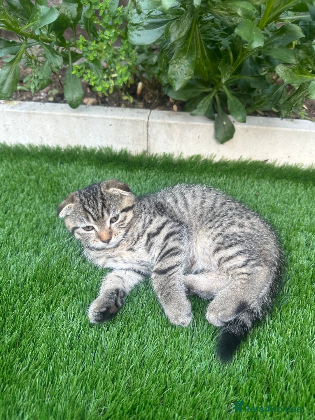 Scottish Fold cats for sale: 🐾 Scottish Fold Kittens for Sale - Image 3