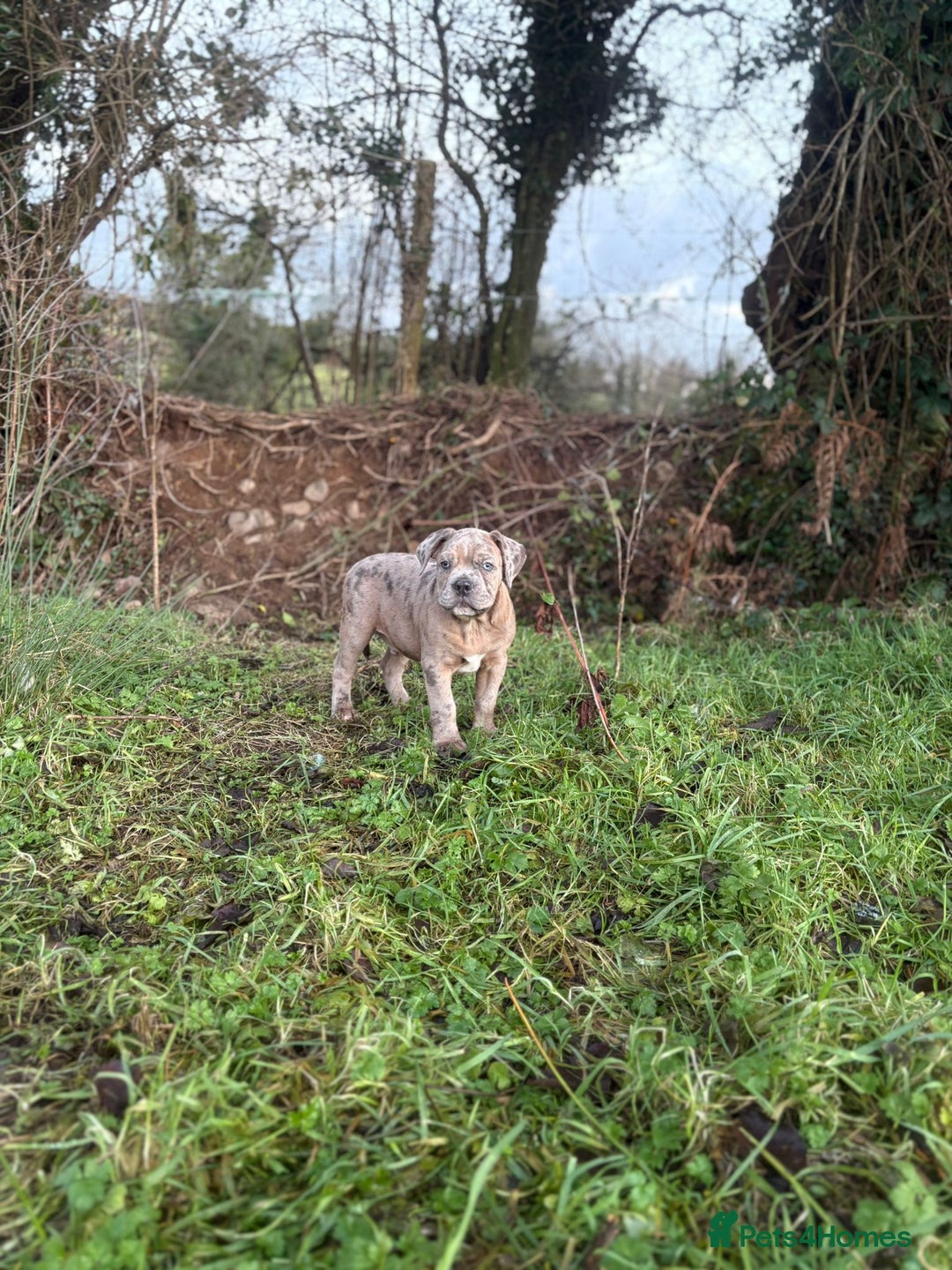 Olde English Bulldogge dogs for sale: 3 male puppy Olde English Bulldogges left - Advert 18