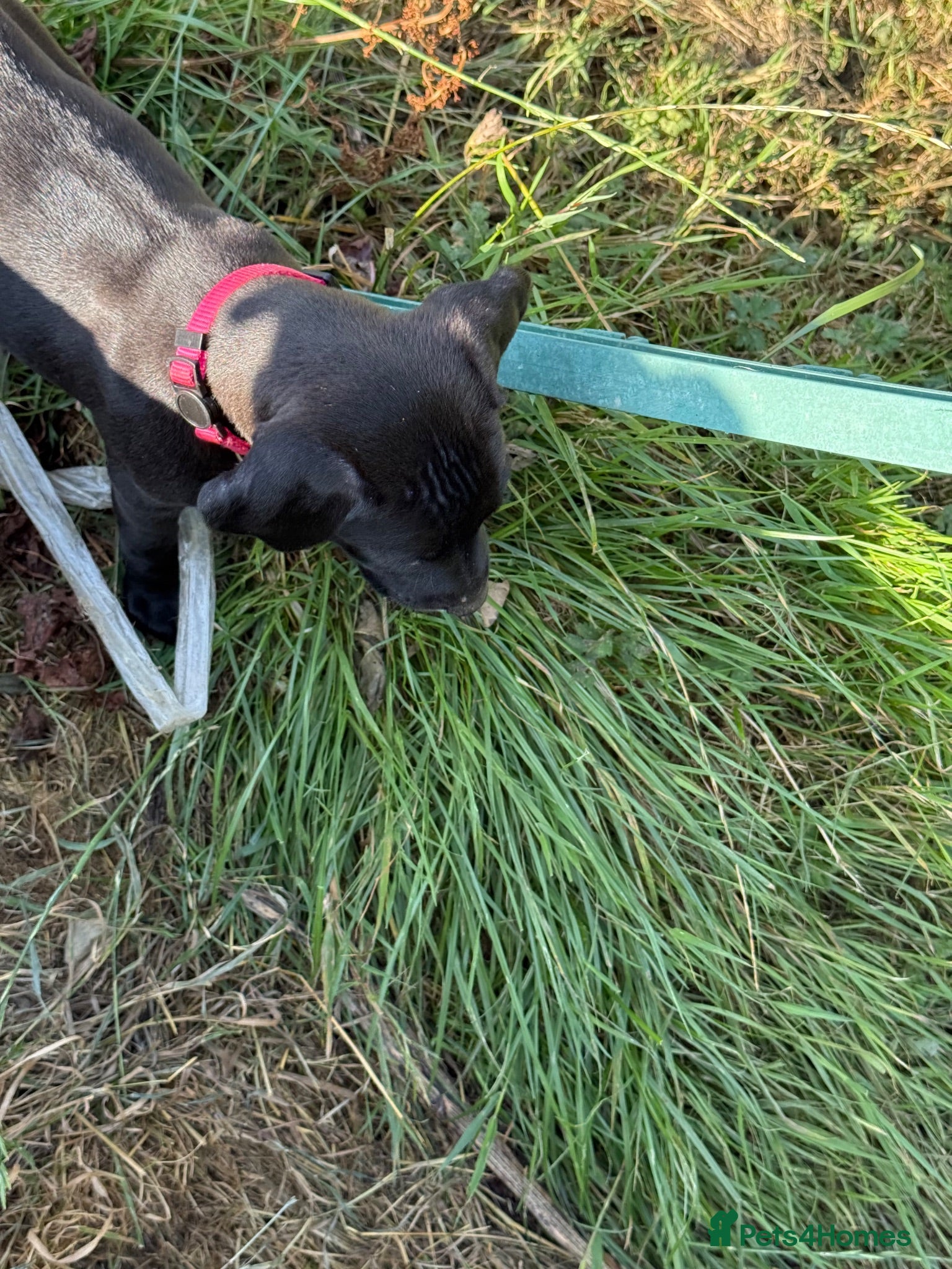 Mixed Breed dogs Adorable Labrador xxx puppies  - Advert 2