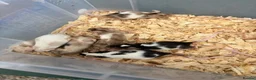 Mouse rodents for sale: Friendly mice for sale  - Advert 3