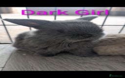 Mini Lop rabbits for sale: Mini loop  - Image 4