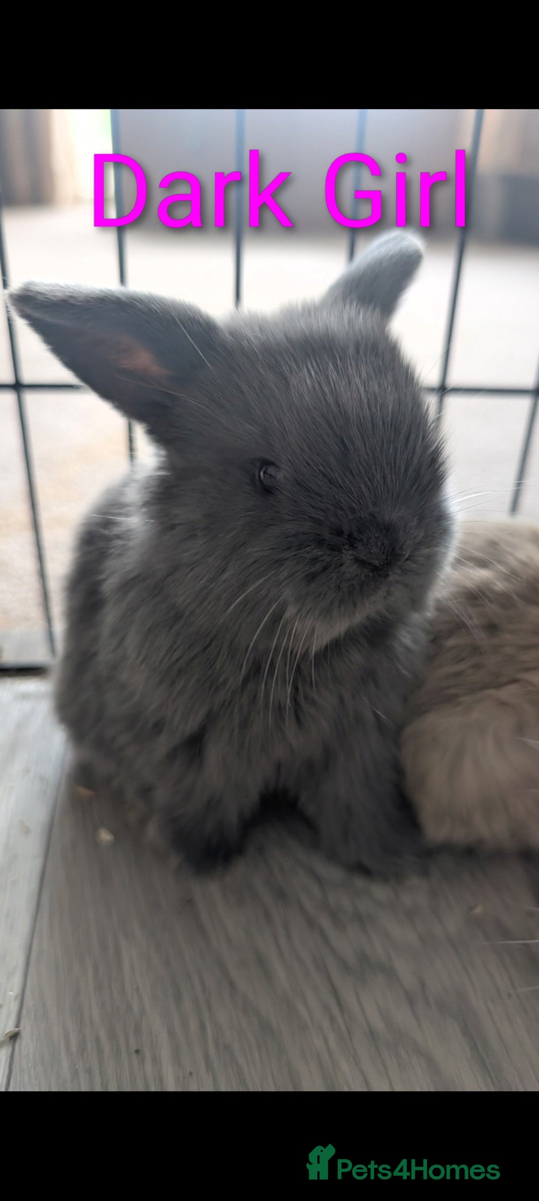 Mini Lop rabbits for sale: Mini loop  - Image 4