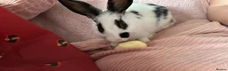 Rex rabbits for sale: Pickle the Rabbit  in Nuneaton - Advert 1
