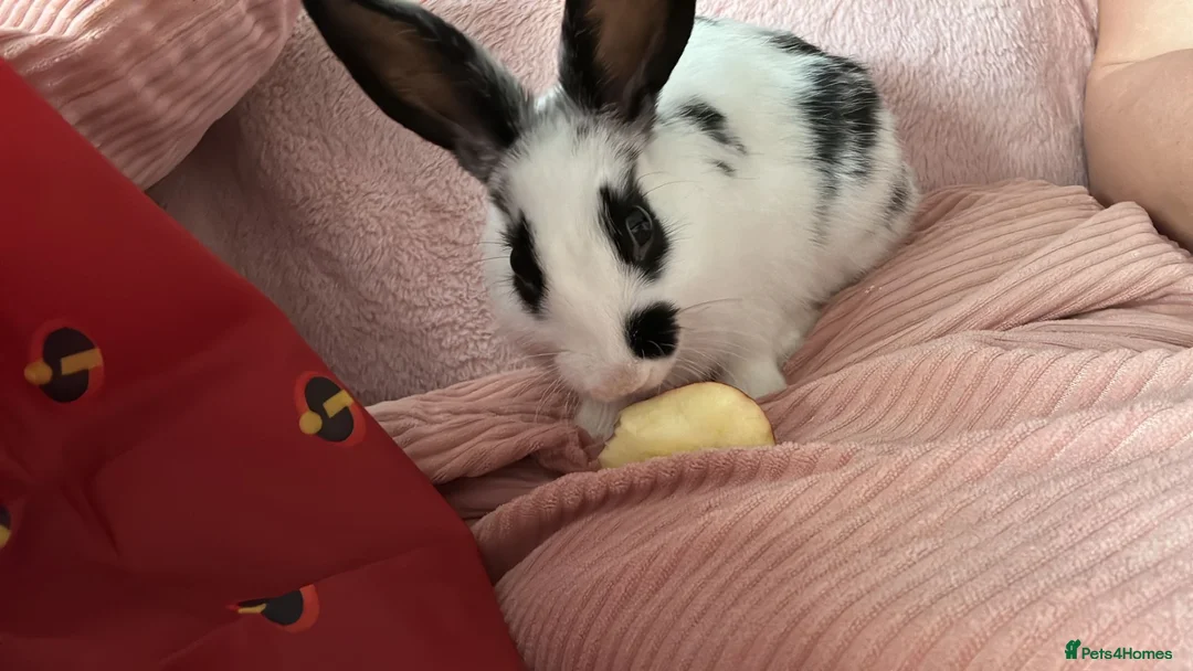 Rex rabbits for sale: Pickle the Rabbit  in Nuneaton - Advert 1
