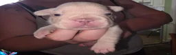 French Bulldog dogs for sale: French Bulldog pups - Advert 7