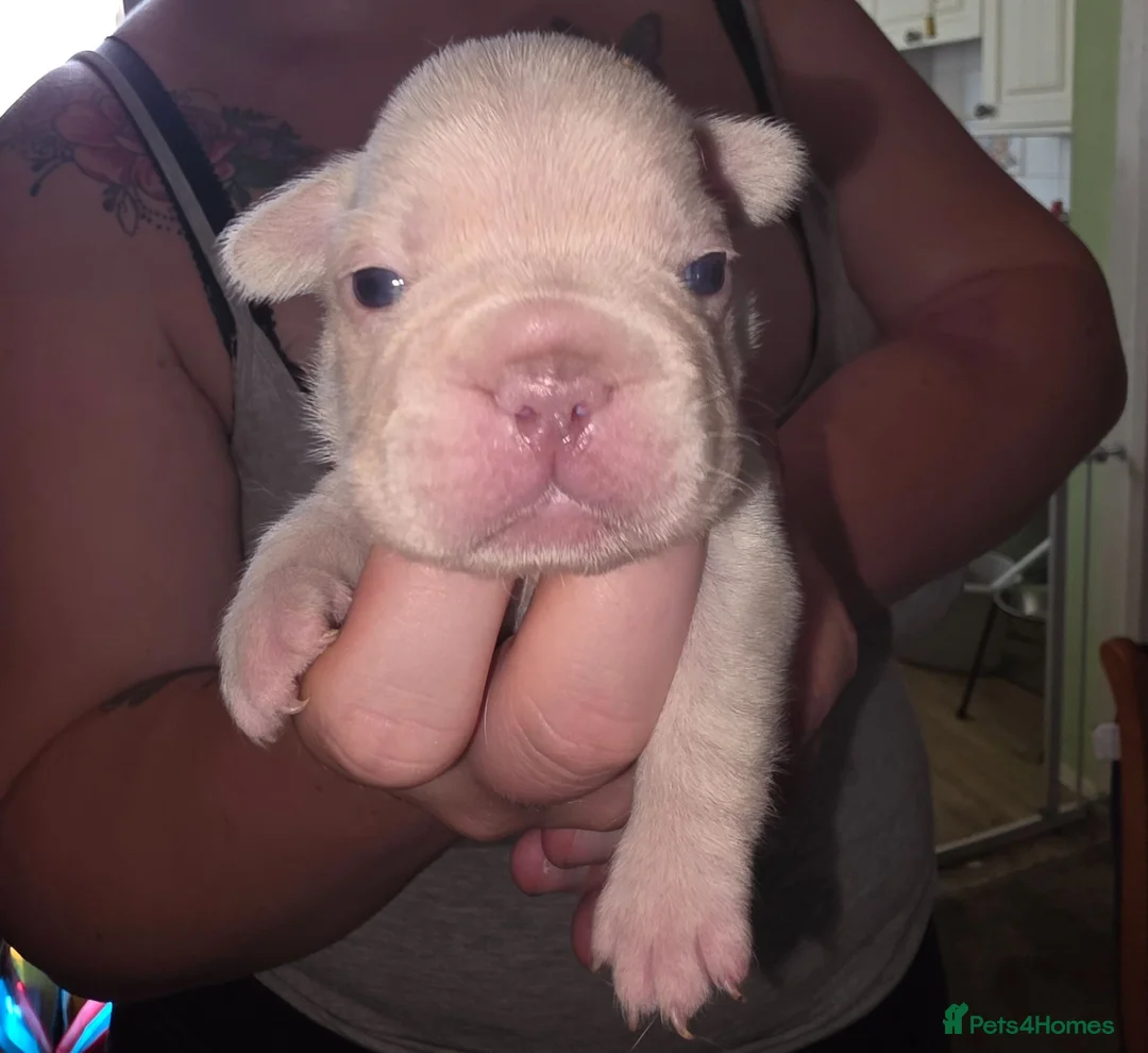 French Bulldog dogs for sale: French Bulldog pups - Advert 7