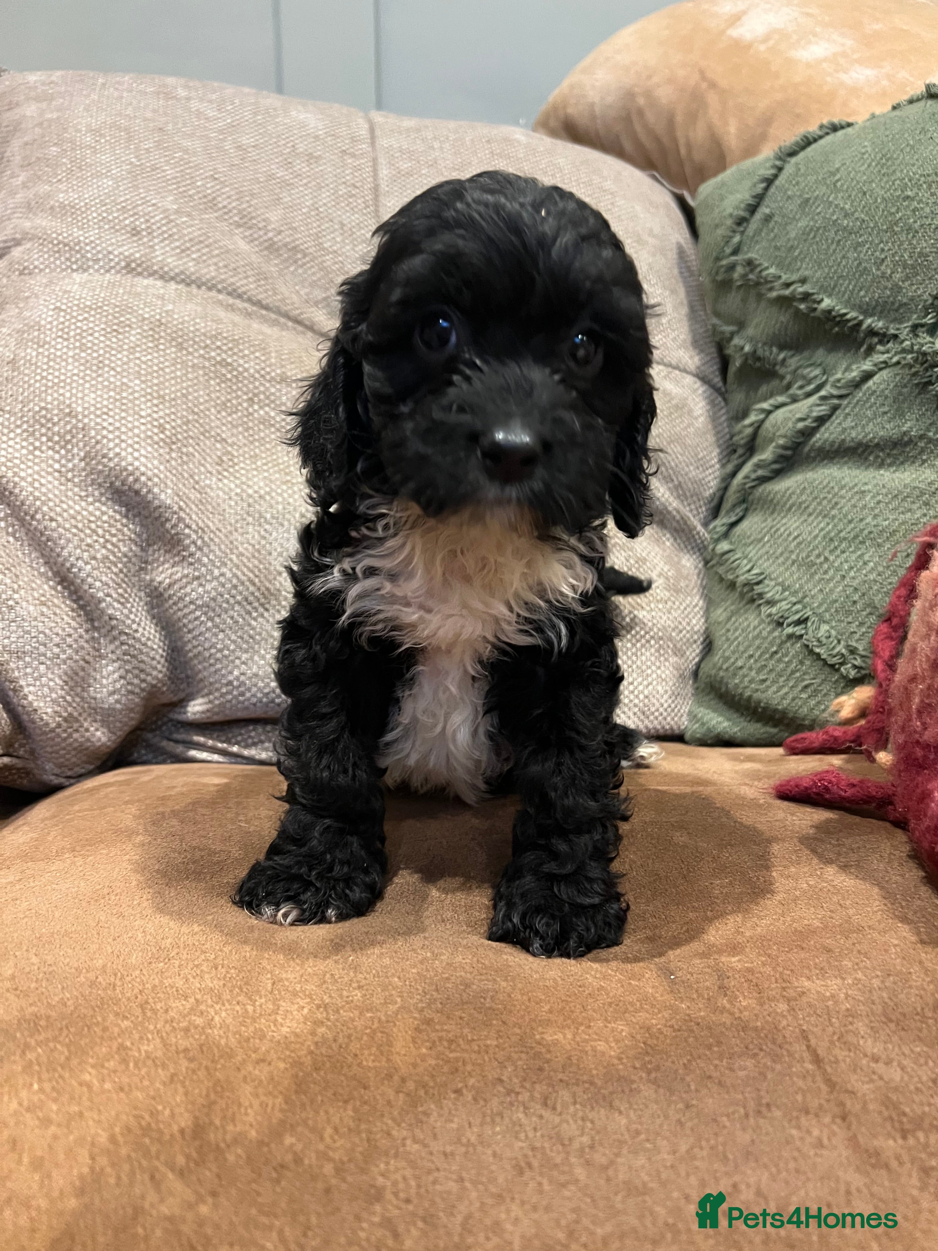 Cockapoo dogs Cockapoo puppies  - Advert 16