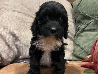 Cockapoo dogs Cockapoo puppies - Advert 16