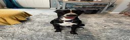 Mixed Breed dogs for sale: Border collie whippet hybrid  - Advert 3