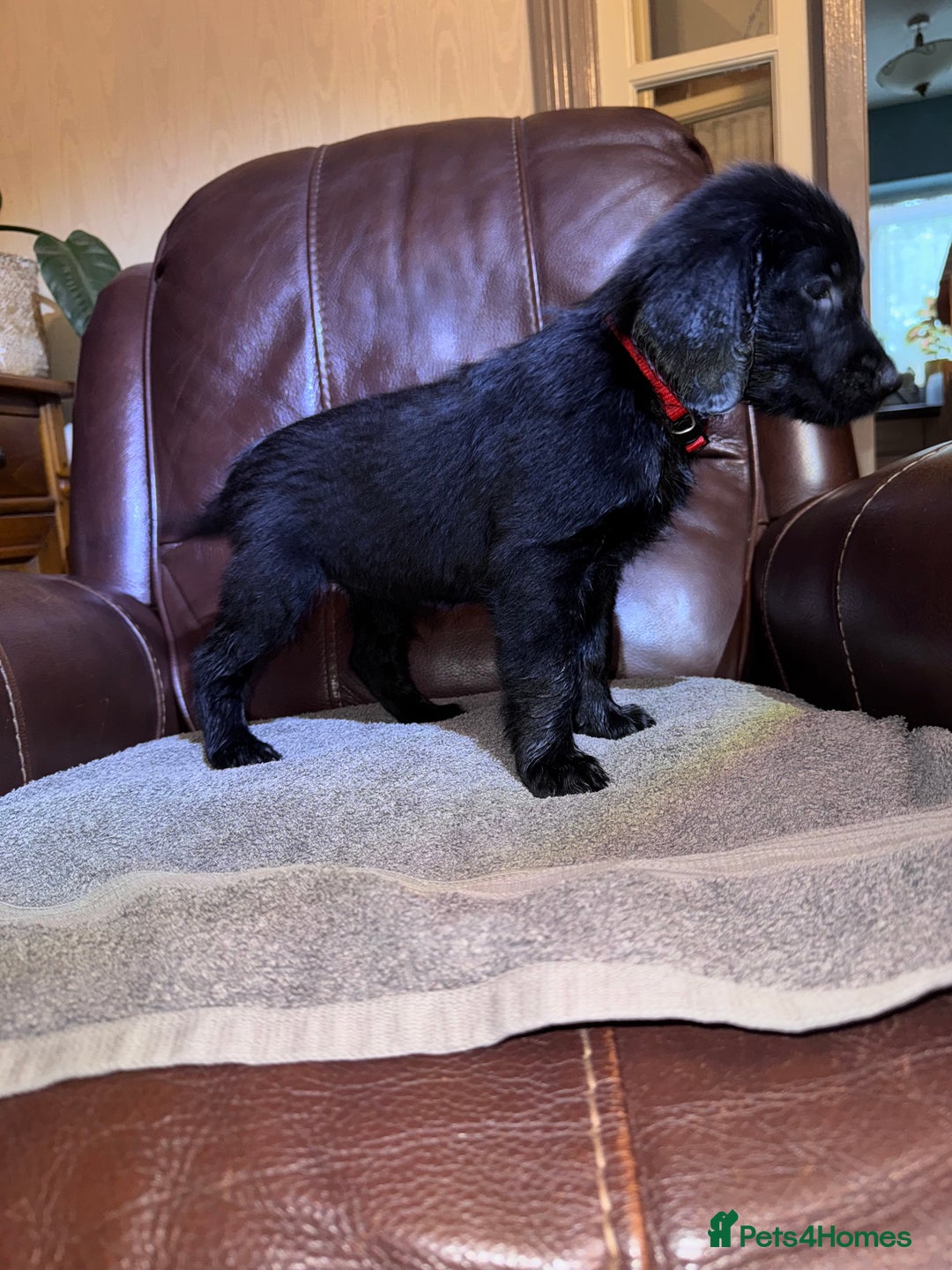 Flat coated Retriever dogs for sale: Flat coat Retriever puppies  - Image 13
