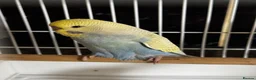 Budgerigars birds for sale: Tamed budgies  - Advert 9