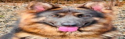 Mixed Breed dogs for sale: Quality health tested German shepherds  - Advert 8