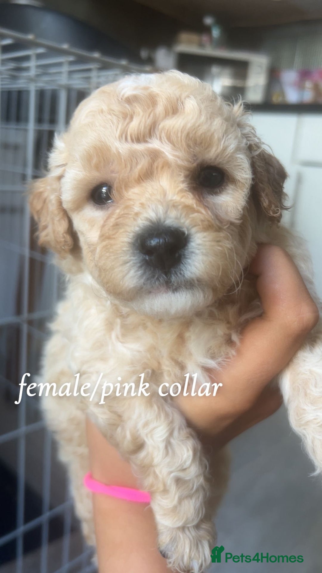 Poochon dogs for sale: Poochon Puppies - Image 18