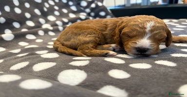 Cavapoo dogs - Advert 5