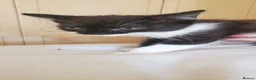 Mixed Breed cats for sale: 5 beautiful tuxedo cats looking for a home ❤  - Advert 6