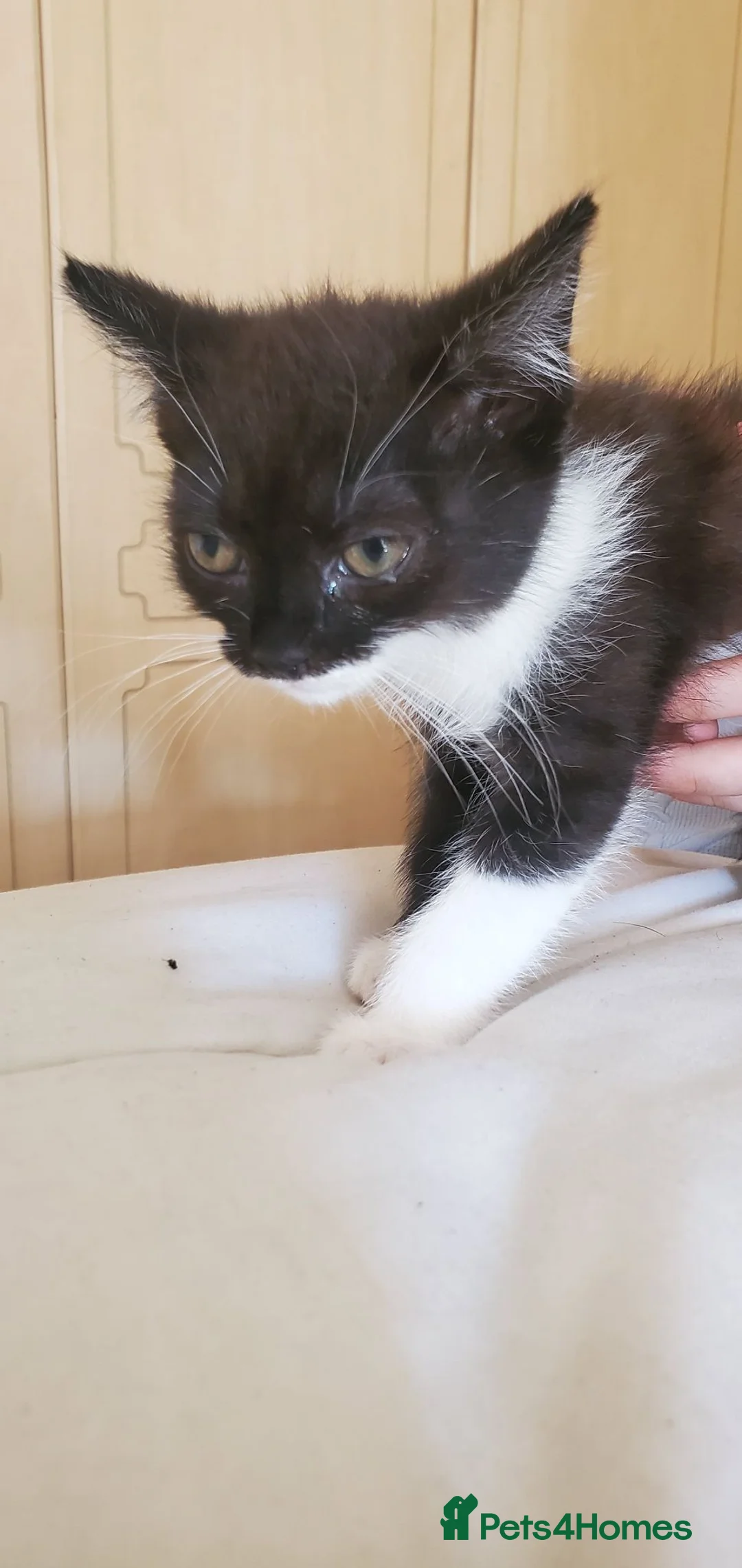 Mixed Breed cats for sale: 5 beautiful tuxedo cats looking for a home ❤  - Advert 6