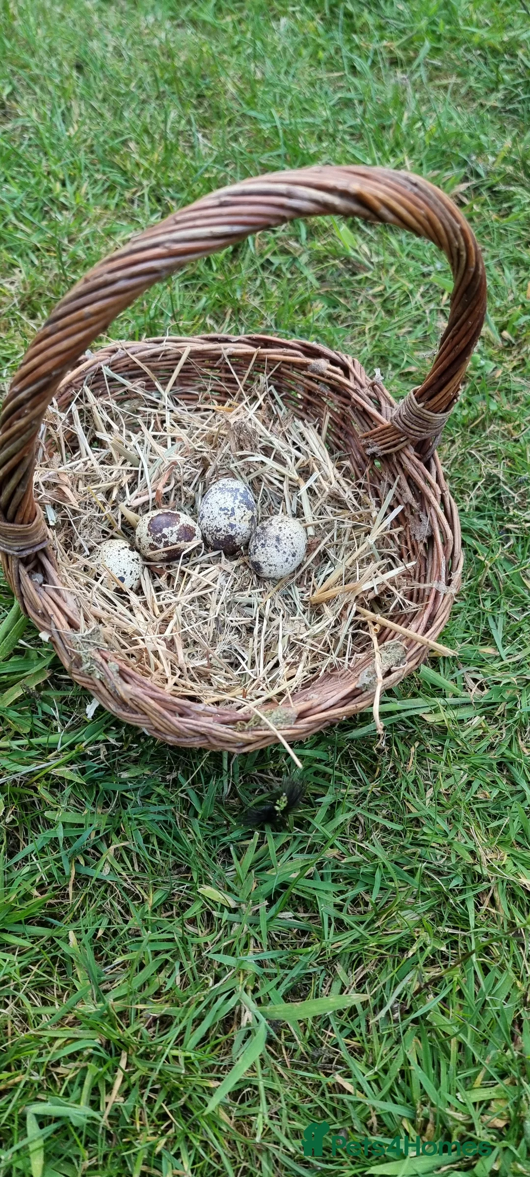 Quail poultry for sale: 🐣 Live Coturnix Jumbo Quail for Sale  in Birmingham - Advert 6