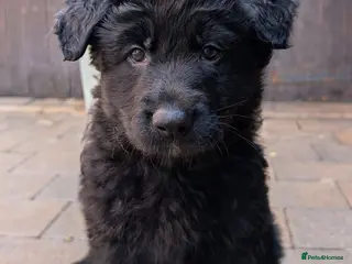 German Shepherd dogs Beautiful longhaired German Shepherds - Advert 9