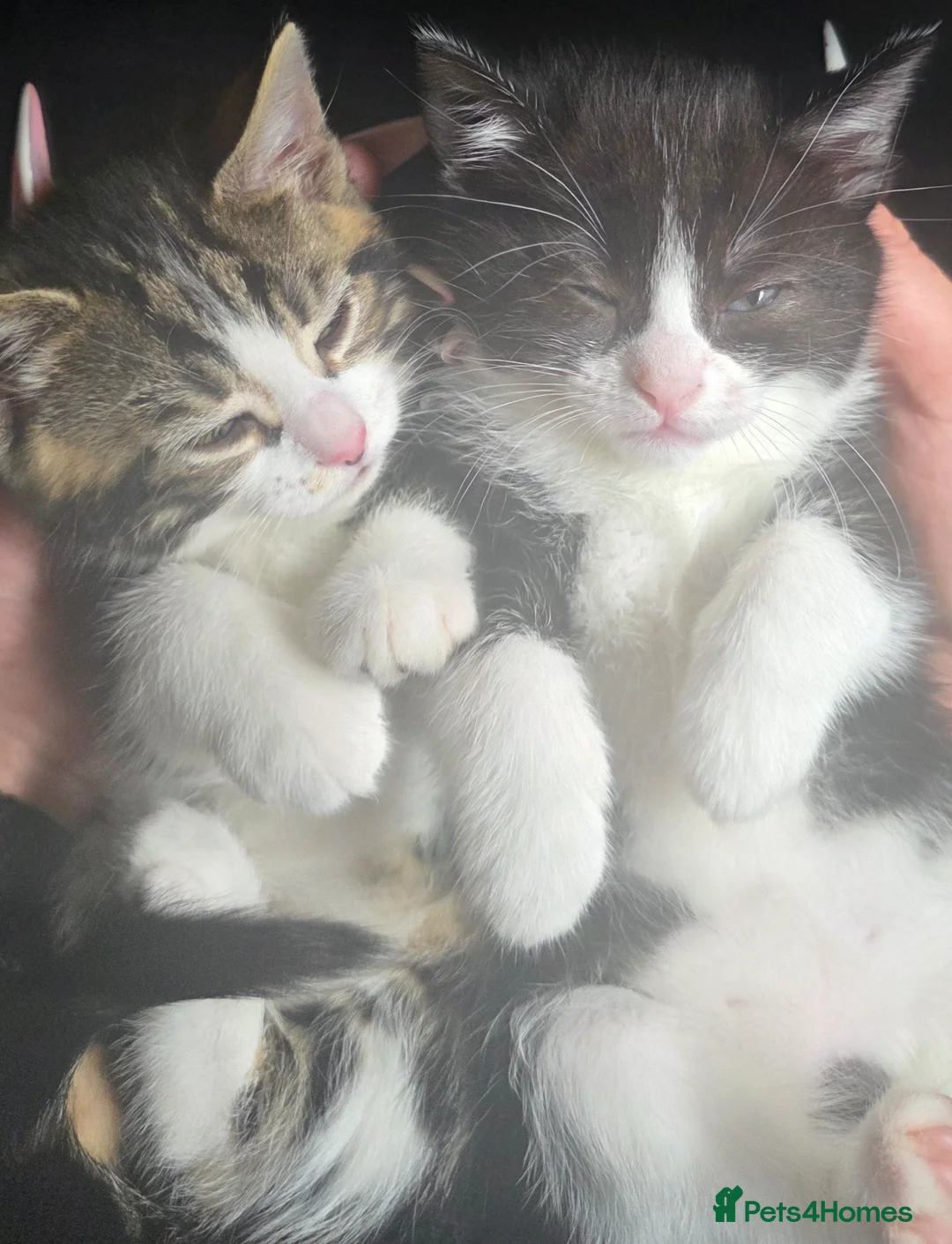 Ragdoll cats for sale: 2 female ragdoll x kittens - Advert 2