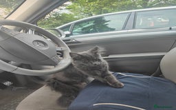 Ragcoon cats for sale: Maine coon X Ragdoll kitten - Image 19