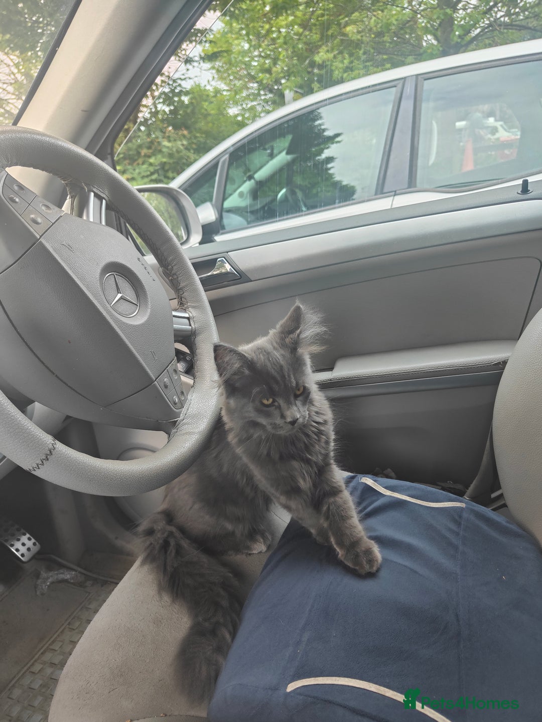 Ragcoon cats for sale: Maine coon X Ragdoll kitten - Image 19