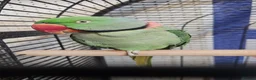 Parrots birds for sale: PARROTS/AMAZONS/PARAKEETS  - Advert 3