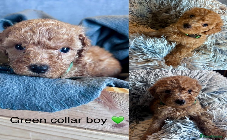 Cockapoo dogs - Advert 3