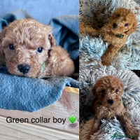 Cockapoo dogs - Advert 4