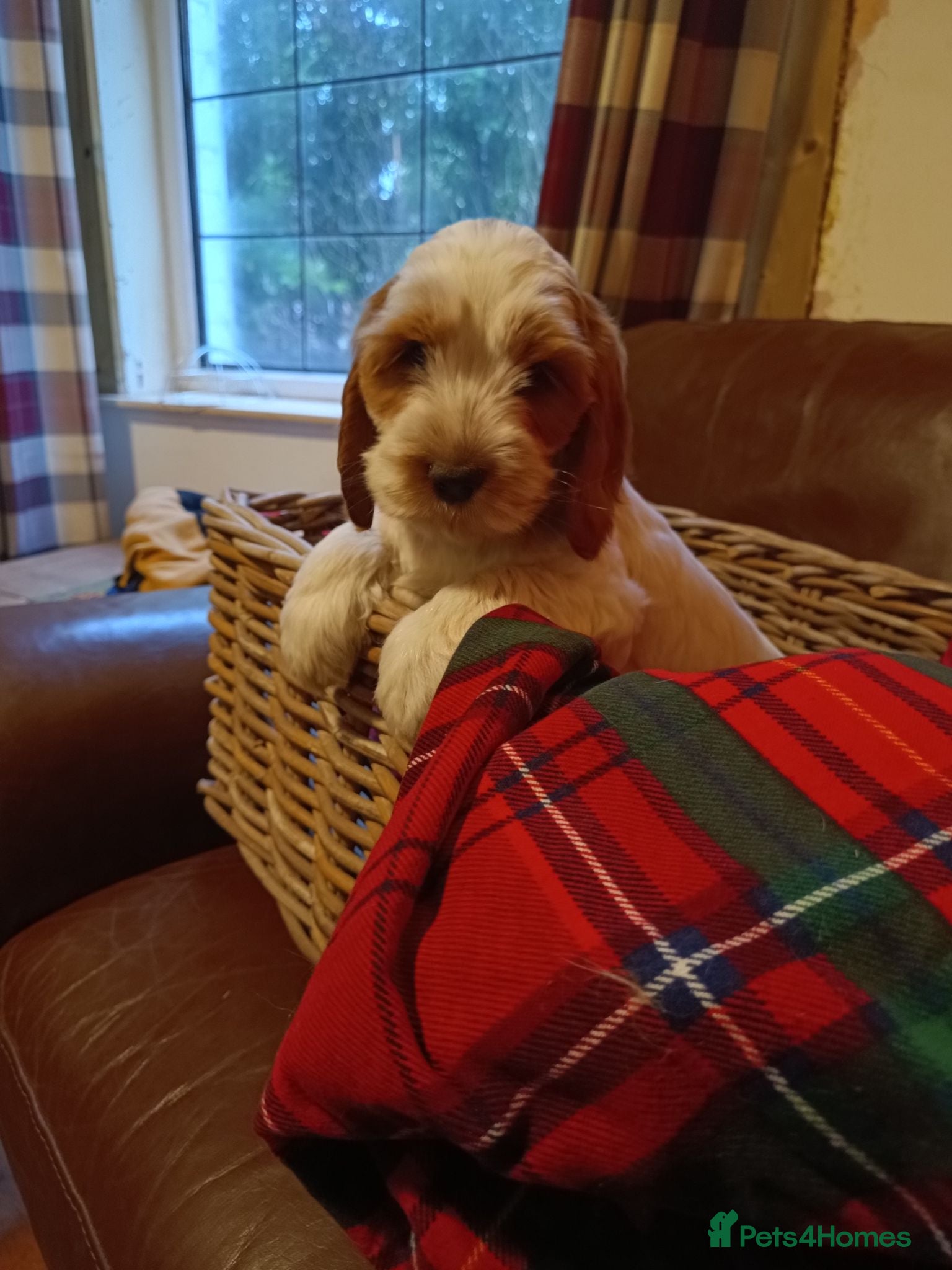 Cockapoo dogs Cockapoo Puppies available from Today - Advert 1